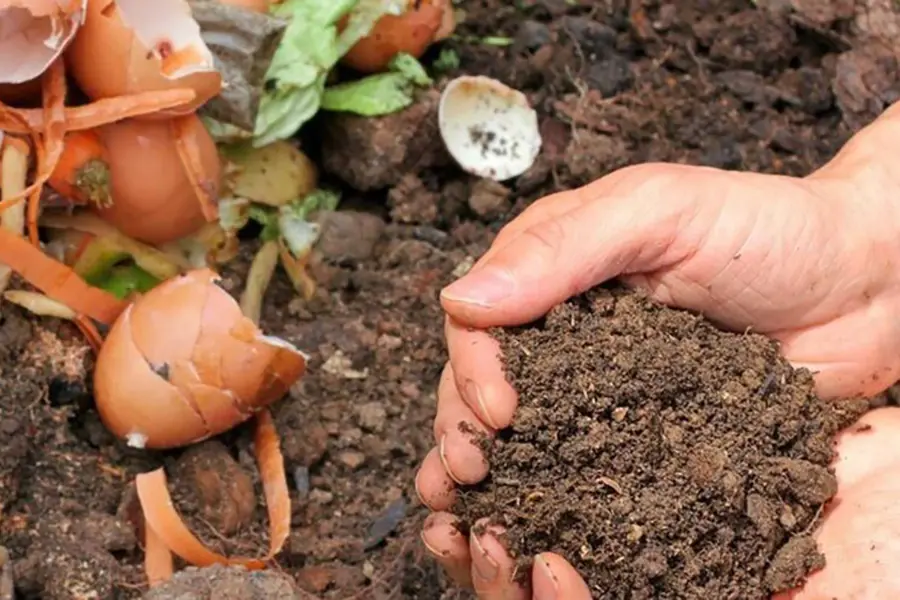 Free Monday: Backyard Composting Workshop
