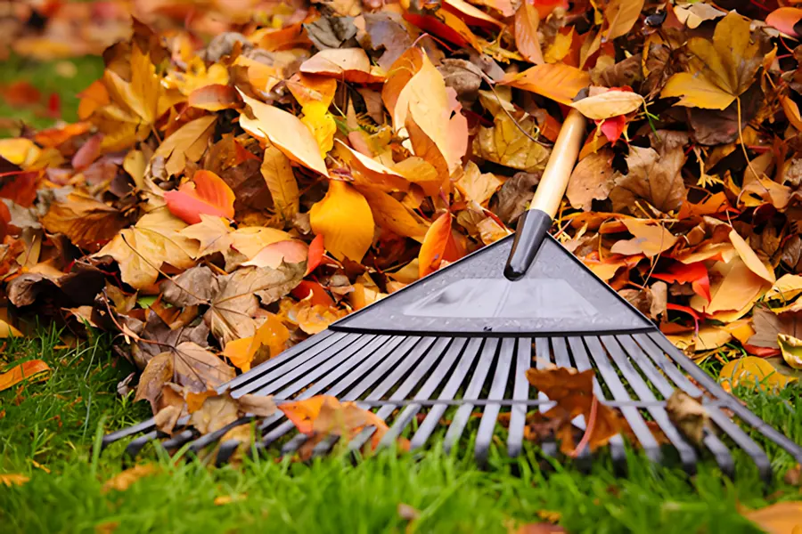 Free Monday: Organic Lawncare for the Fall